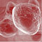 Workpackage