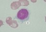Image179small.jpg